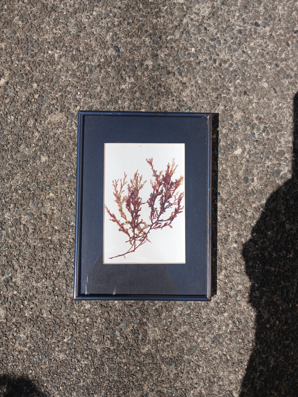 Framed Pressed Seaweed